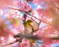 amazing-cantral-animals-love-flowers-02.jpg