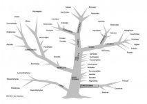 taxonomy tree (www.alonnissos.org).jpg