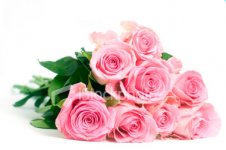 ist2_1327404-pink-roses-isolated-on-a-white-background.jpg