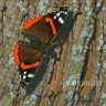 RED_ADMIRAL